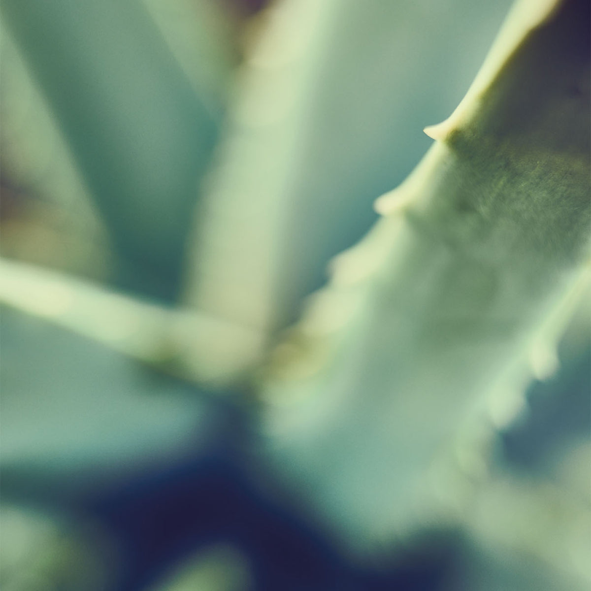 Santaverde - Aloe Vera Gel Pur ohne Duft Reisegröße 50ml - WERTE FREUNDE