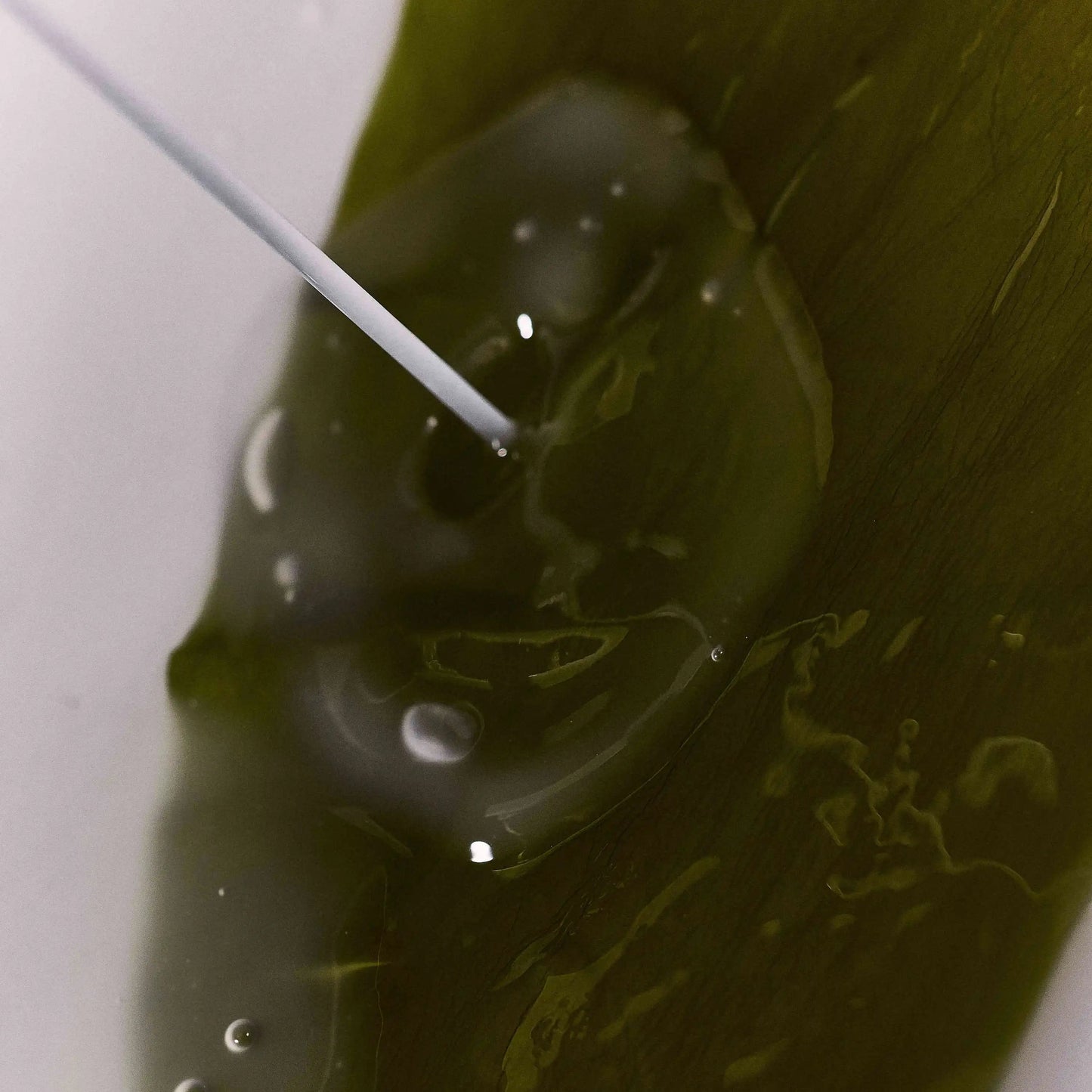 WHAMISA - KELP MASK algae 5er Pack - WERTE FREUNDE