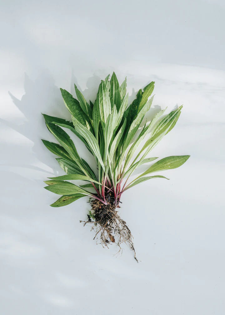 kruut - Wildkräuterauszug Immun 500 ml - WERTE FREUNDE