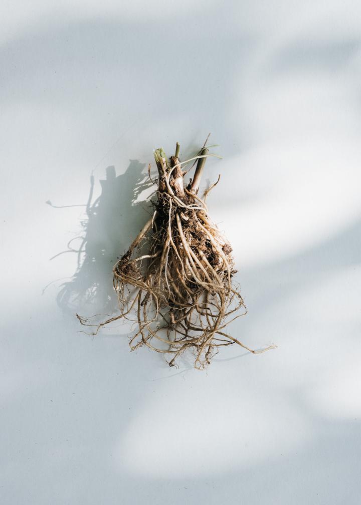 kruut - Wildkräuterauszug Ruhe 150 ml - WERTE FREUNDE