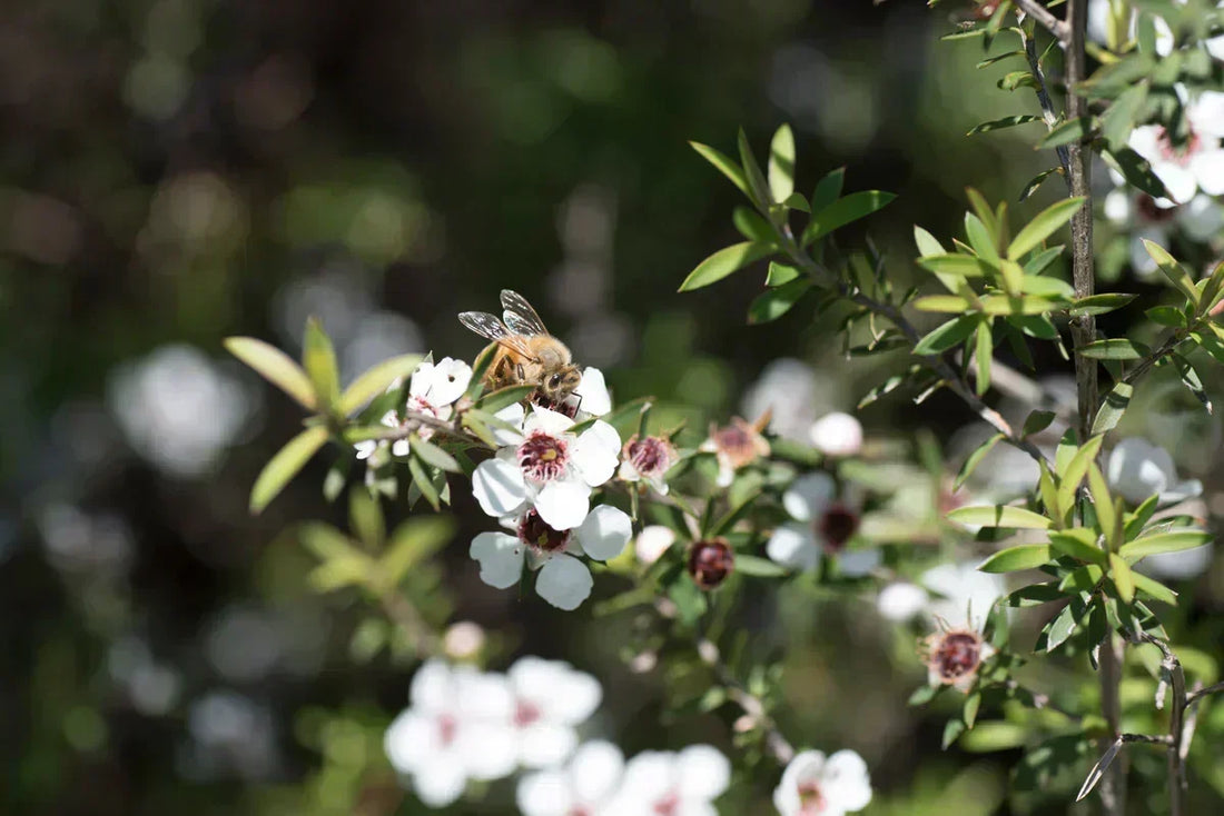 Manuka - aussergewöhnliche Heilkraft