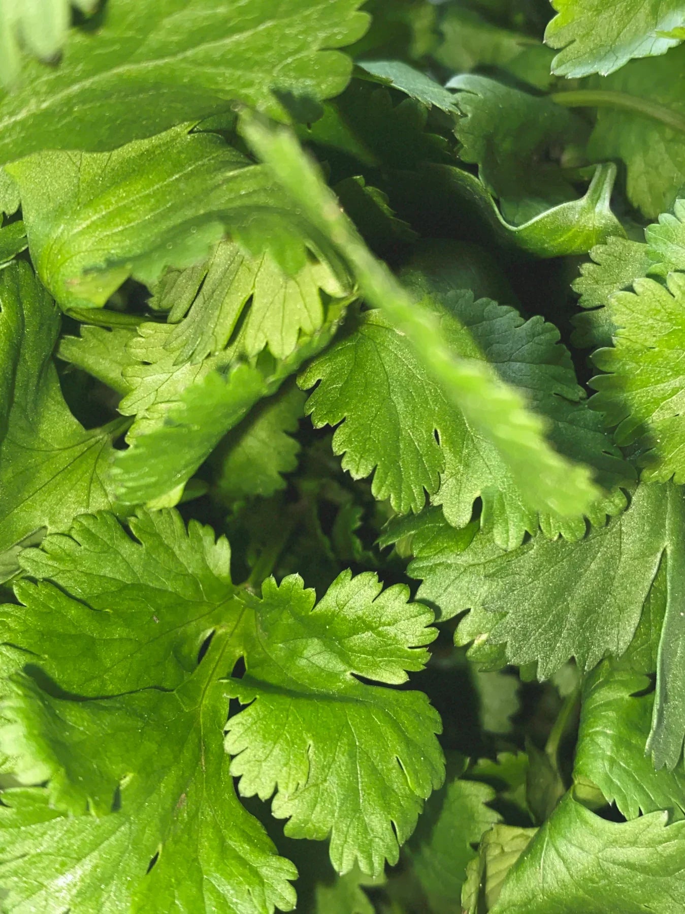 LA BRUKET - Duftanhänger 247 Coriander 1 St.