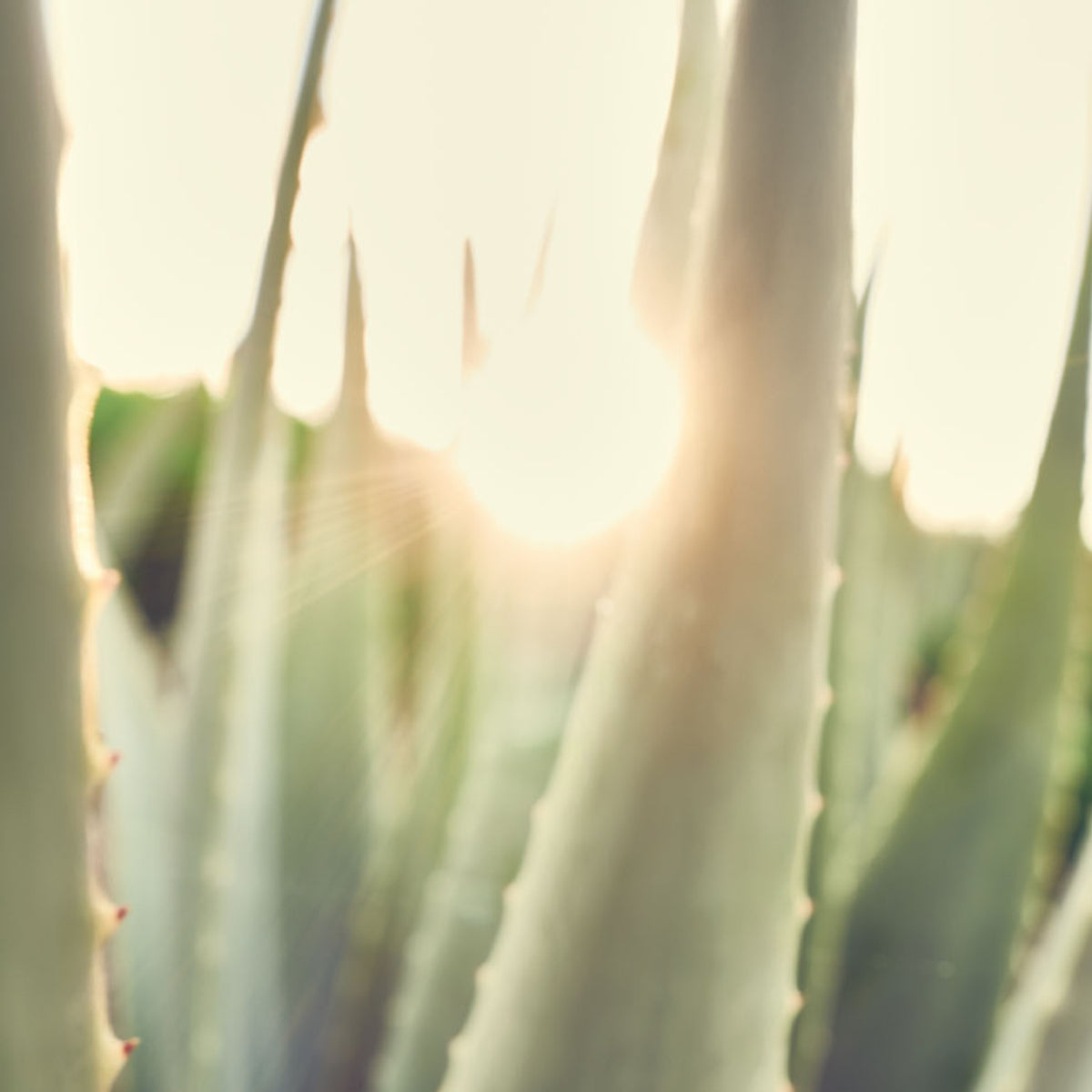 Santaverde - Aloe Vera Gel Pur ohne Duft 100ml - WERTE FREUNDE