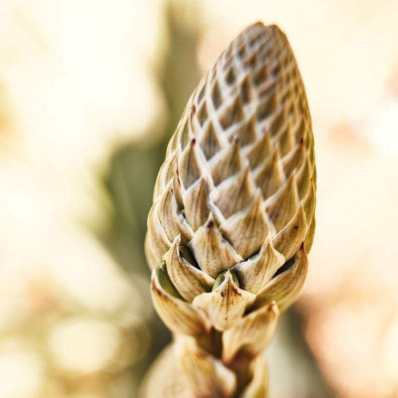 Santaverde - Age Protect Oil 30ml - WERTE FREUNDE