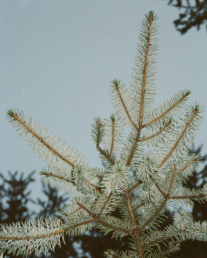 LA BRUKET - Duftkerze 331 Winter Pine 260g - WERTE FREUNDE