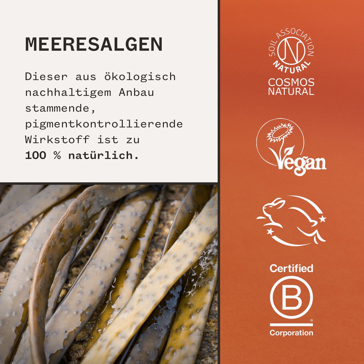 Pai - FADE FORWARD Dark Spot Serum 30ml - WERTE FREUNDE