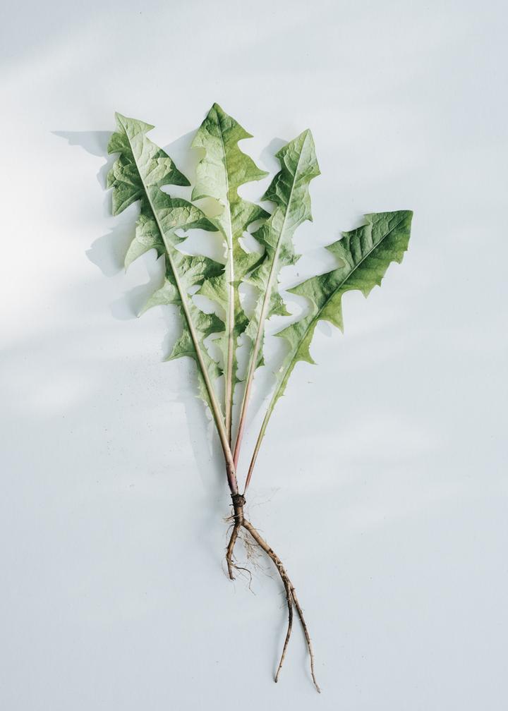 kruut - Wildkräuterauszug Kraft 150 ml - WERTE FREUNDE