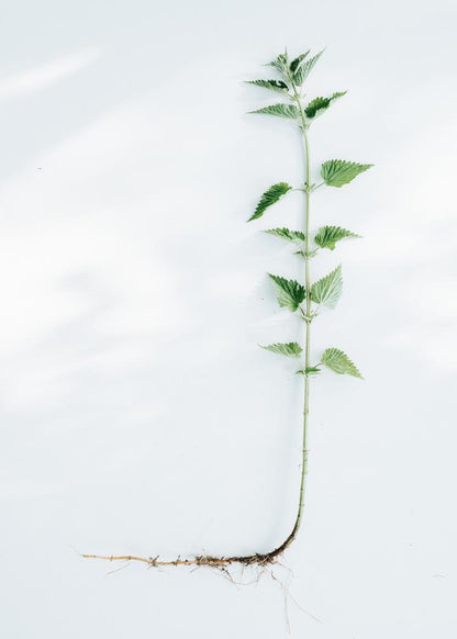 kruut - Wildkräuterauszug Kraft 150 ml - WERTE FREUNDE