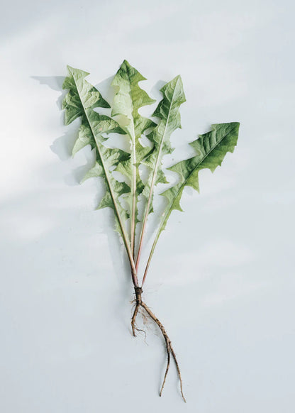 kruut - Wildkräuterauszug Kraft 500 ml - WERTE FREUNDE