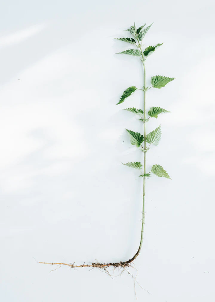 kruut - Wildkräuterauszug Kraft 500 ml - WERTE FREUNDE