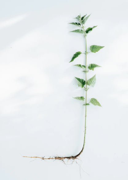 kruut - Wildkräuterauszug Kraft 500 ml - WERTE FREUNDE