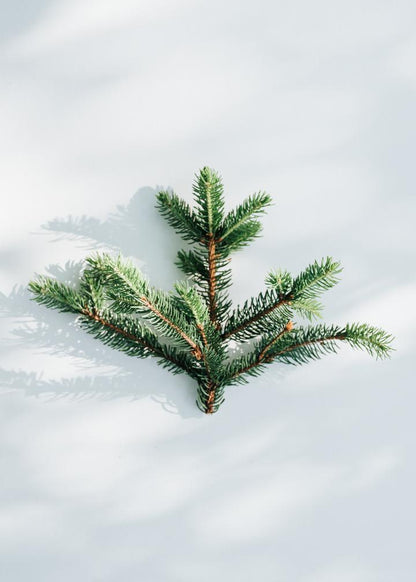 kruut - Wildkräuterauszug Ruhe 150 ml - WERTE FREUNDE