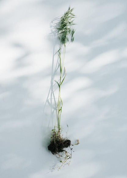 kruut - Wildkräuterauszug Ruhe 150 ml - WERTE FREUNDE