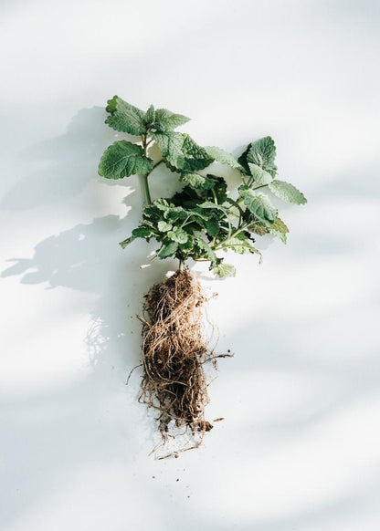 kruut - Wildkräuterauszug Ruhe 150 ml - WERTE FREUNDE